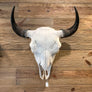 Bison Skull
