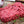 Bison Whole