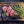 Bison Round Roast, Whole,  7 lb