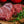 Beef Top Sirloin Steak