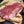 Rocky Mountain Elk Flank Steak