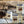 Bison Feast Canned Dog Food