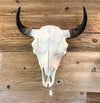 Bison Skull