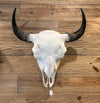 Bison Skull